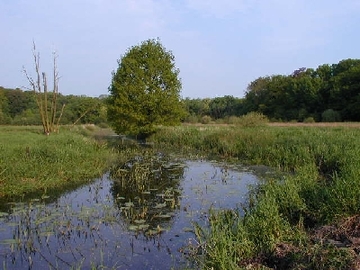 Barneführer Holz und Schreensmoor