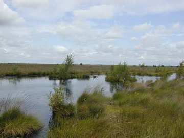 Foto aus dem Naturschutzgebiet Neustädter Moor