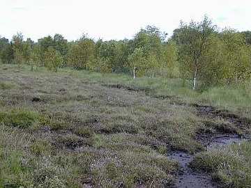 Foto aus dem Naturschutzgebiet Neustädter Moor