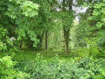 Alter Schlosspark Wrisbergholzen