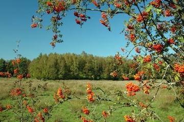 Spolsener Moor