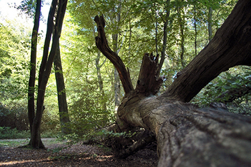 Foto aus dem Naturschutzgebiet NeuenburgerHolz