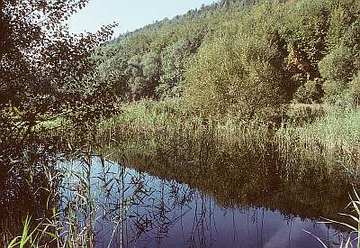 Alte Teichanlage an der Rinderweide