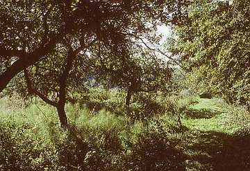 Alte Teichanlage an der Rinderweide