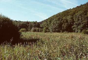 Alte Teichanlage an der Rinderweide