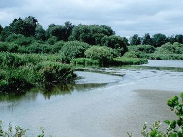 Dümmer - Nordbucht