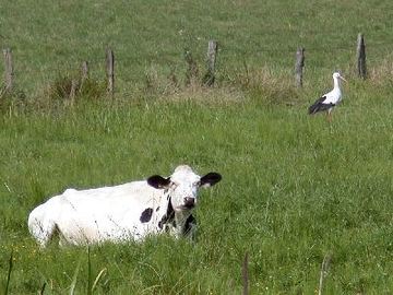 Weißstorch am Dümmer