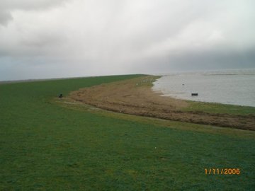 Grosse mengen an Teek am Finkenheller (Treibsel)