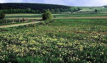 Tonstich bei Goldbeck