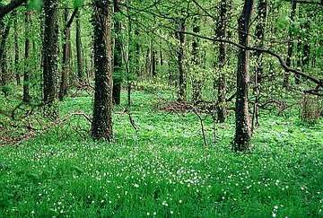 Foto aus dem Naturschutzgebiet Bockmerholz Gaim