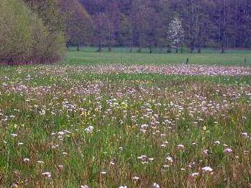 Harderburg im Frühjahr