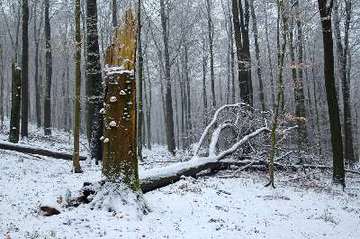 Winterwald