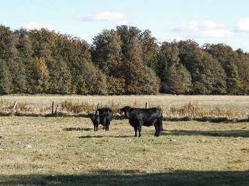 Schweinebruch - Grünland mit Galloways