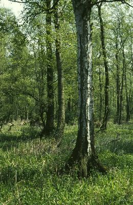 Lichter Birken-Erlenwald