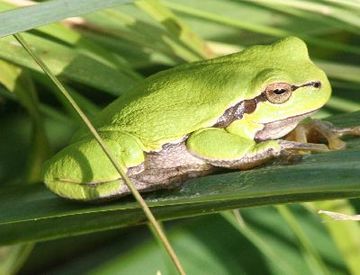 Laubfrosch