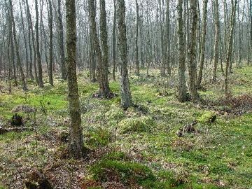 Hohes Moor - Moorwald