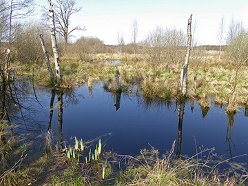 Foto aus dem Naturschutzgebiet Ekelmoor