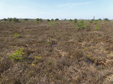 Foto aus dem Naturschutzgebiet Ekelmoor
