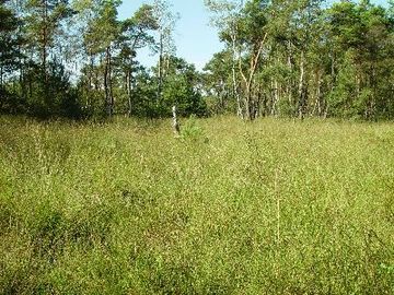 Großes und Weißes Moor - Hochmoor