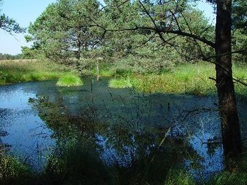 Großes und Weißes Moor - renaturierter Torfstich