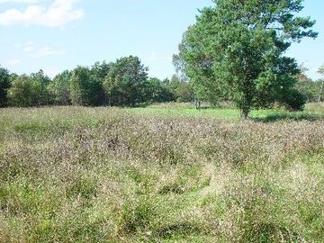 Großes und Weißes Moor - Grünlandbrache