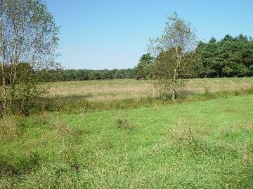 Großes und Weißes Moor - Grünlandbrache