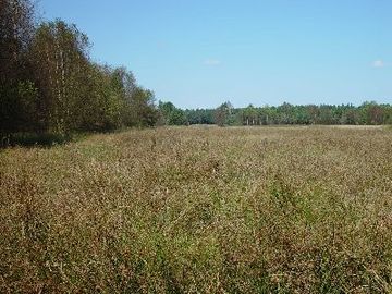 Großes und Weißes Moor - vernässte Binsenbrache