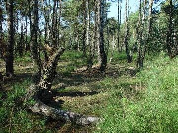 Großes und Weißes Moor - Altbäume auf ehemaligem Hochmoor