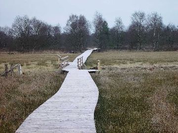 NSG "Ahlen-Falkenberger Moor, Halemer/Dahlemer See": Moorlehrpfad im Ahlen-Falkenberger Moor