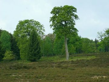 Foto aus dem Naturschutzgebiet Eichen-und Buchenwälder in der Göhrde