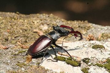 Foto aus dem Naturschutzgebiet Eichen-und Buchenwälder in der Göhrde