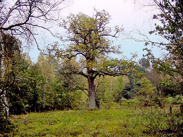 Foto aus dem Naturschutzgebiet Eichen-und Buchenwälder in der Göhrde