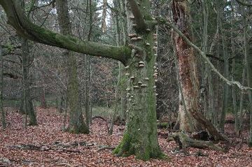 Foto aus dem Naturschutzgebiet Eichen-und Buchenwälder in der Göhrde