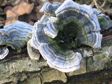 Foto aus dem Naturschutzgebiet Eichen-und Buchenwälder in der Göhrde