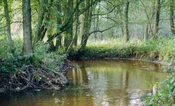 Foto aus dem Naturschutzgebiet Obere Wümmeniederung