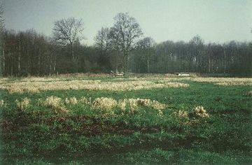 Arendorfer Moor