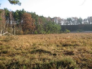 Foto aus dem Naturschutzgebiet "Maujahn"