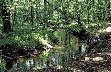 Schierbruch und Forellenbachtal