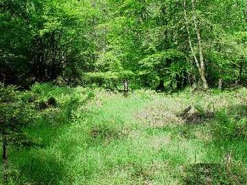 Schierbruch und Forellenbachtal - Lichtung im Erlenbruchwald