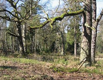 Foto aus dem Naturschutzgebiet Eichen-und Buchenwälder in der Göhrde