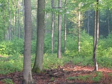 Foto aus dem Naturschutzgebiet Eichen-und Buchenwälder in der Göhrde