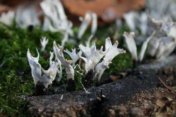 Foto aus dem Naturschutzgebiet Eichen-und Buchenwälder in der Göhrde