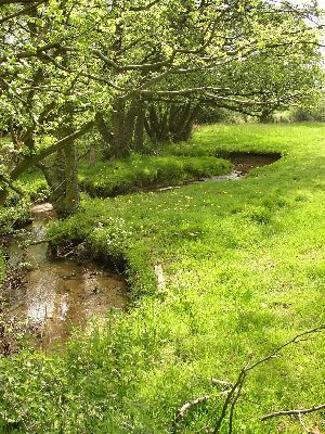 Wienbeck - Naturnaher Geestbach