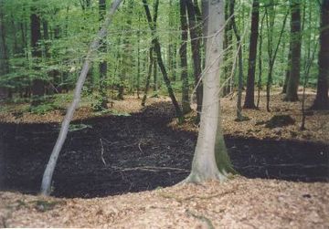 Der Lohn - Naturwald