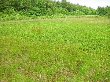 Cuxhavener Küstenheiden - Fieberklee-Sumpf