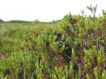 Krähenbeere (Empetrum nigrum)