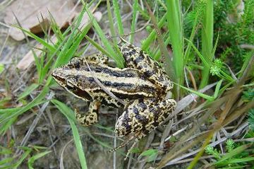 Cuxhavener Küstenheiden - Moorfrosch