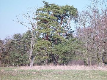 Hornbosteler Hutweide - Hutelandschaft