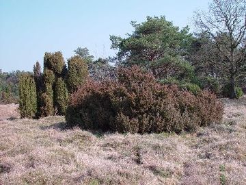 Hornbosteler Hutweide - Heide mit Wacholder