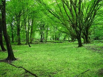 Hornbosteler Hutweide - Hutewald